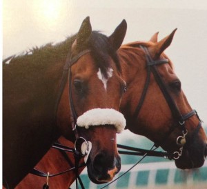 Barbaro, with Messaging, at Fair Hill Training Center. Credit: Jennifer Duffy