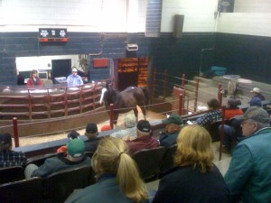 OLEX auction, in Canada.  A major horse slaughter auction