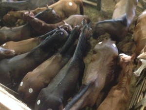 sugarcreekslaughter